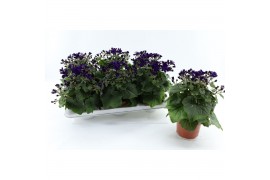 Senecio Mandala Purple Pericallis Mandala Purple22 cm diameter