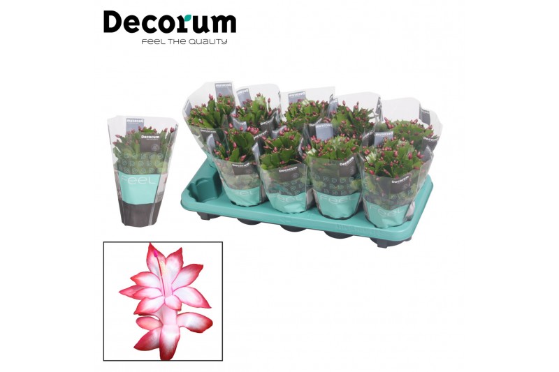Schlumbergera zaraika Red (Exotic) met hoes - Decorum 30 bl. 