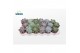 Echeveria mix Echeveria Basic Mix (6 Spc.) 