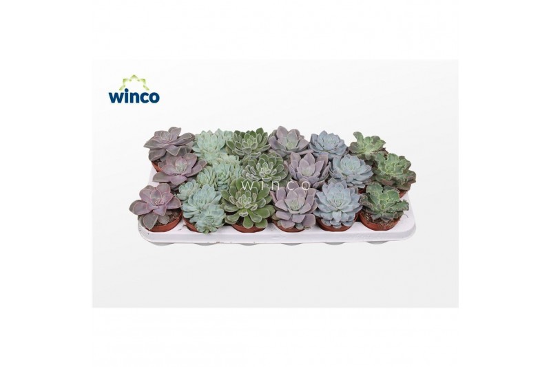 Echeveria mix Echeveria Basic Mix (6 Spc.) 