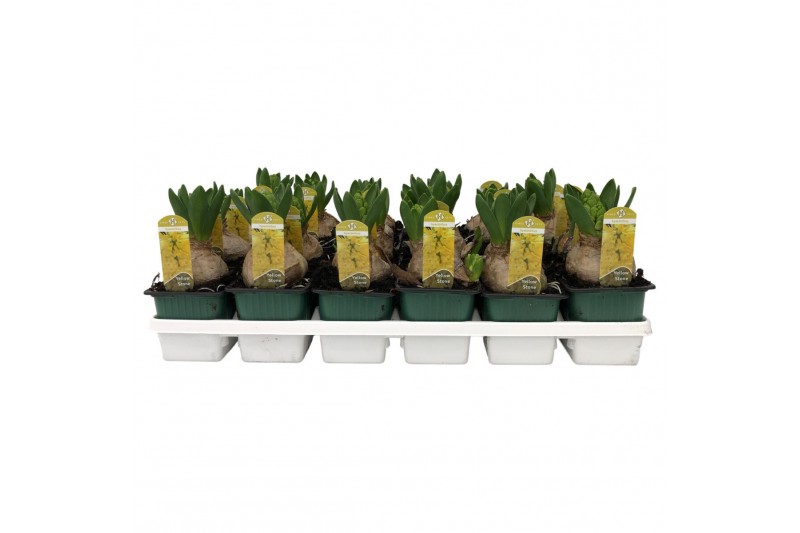 Hyacinthus yellowstone Hyacinthus orientalis Yellowstone 35 bl. 1 per  