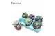 Echeveria mix Echeveria Mix (Decorum)1 bl. 