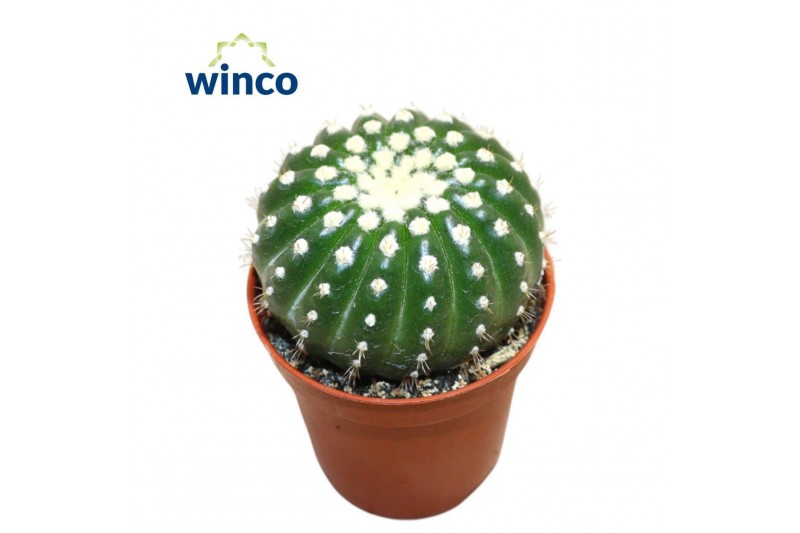 Cactus/succulent parodia ottonis Notocactus Uebelmaniana Inermis 