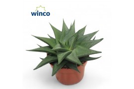 Haworthia limifolia Haworthia Limifolia Twist