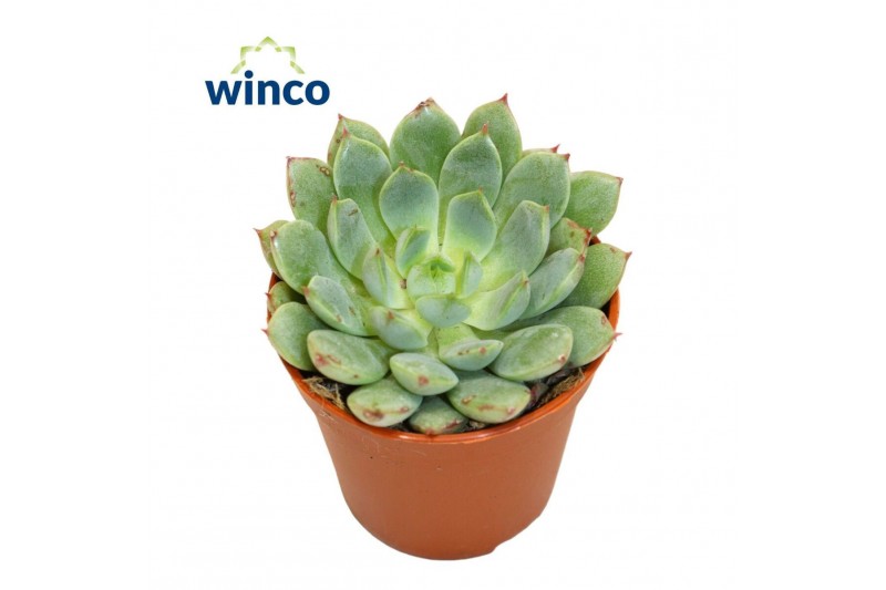 Echeveria Echeveria Fabiola Blue1 bl. 