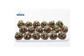 Cactus Astrophytum Fukuryu Hakujo 1 pp