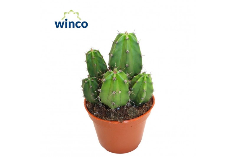 Polaskia chichipi Polaskia Chula 