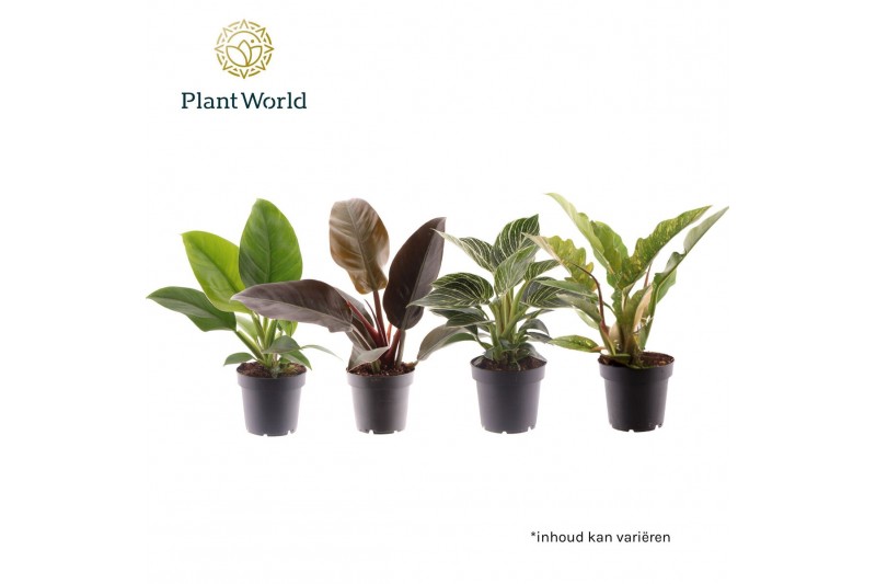Philodendron Philodendron gemengd div. soorten P12 1 pp 