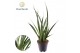 Sansevieria kirkii friends Sansevieria kirkii Friends 