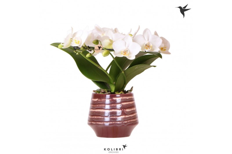 Phalaenopsis multiflora wit Kolibri Orchids Phalaenopsis Halo white in 