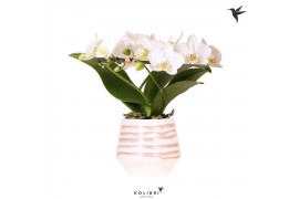 Phalaenopsis multiflora wit Kolibri Orchids Phalaenopsis Halo white in