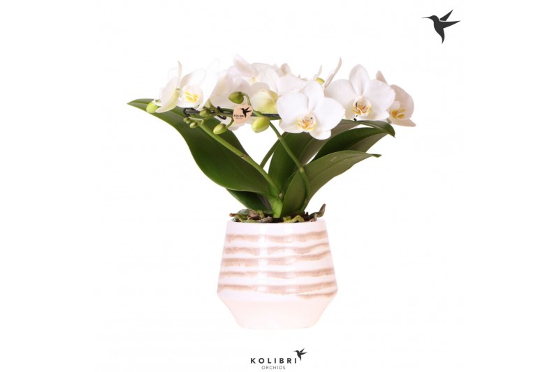 Phalaenopsis multiflora wit Kolibri Orchids Phalaenopsis Halo white in 