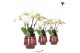 Phalaenopsis wit Kolibri Orchids Phalaenopsis Jewel Ghent 4 spike in M 