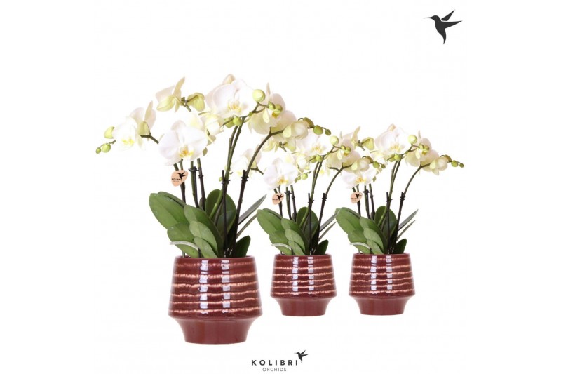 Phalaenopsis wit Kolibri Orchids Phalaenopsis Jewel Ghent 4 spike in M 