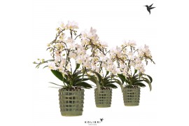 Phalaenopsis multiflora wit Kolibri Orchids Phalaenopsis Botanic 4 spi