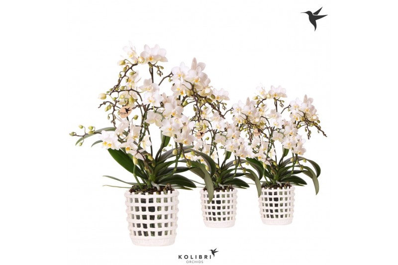 Phalaenopsis multiflora wit Kolibri Orchids Phalaenopsis Botanic 4 spi 