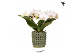 Phalaenopsis multiflora wit Kolibri Orchids Phalaenopsis Halo white in