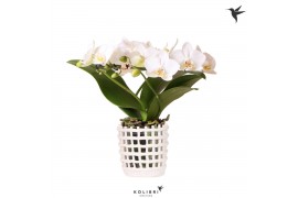 Phalaenopsis multiflora wit Kolibri Orchids Phalaenopsis Halo white in
