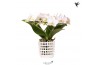 Phalaenopsis multiflora wit Kolibri Orchids Phalaenopsis Halo white in