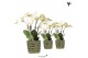 Phalaenopsis wit Kolibri Orchids Phalaenopsis Jewel Ghent 4 spike in M 