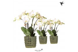 Phalaenopsis wit Kolibri Orchids Phalaenopsis Jewel Ghent 4 spike in M