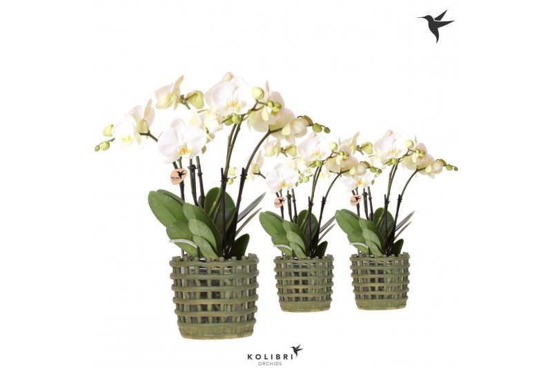 Phalaenopsis wit Kolibri Orchids Phalaenopsis Jewel Ghent 4 spike in M 