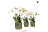 Phalaenopsis wit Kolibri Orchids Phalaenopsis Jewel Ghent 4 spike in M