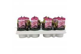 Hyacinthus multiflora Multiflora Pink 9 cm. 25 bl. 1 per pot