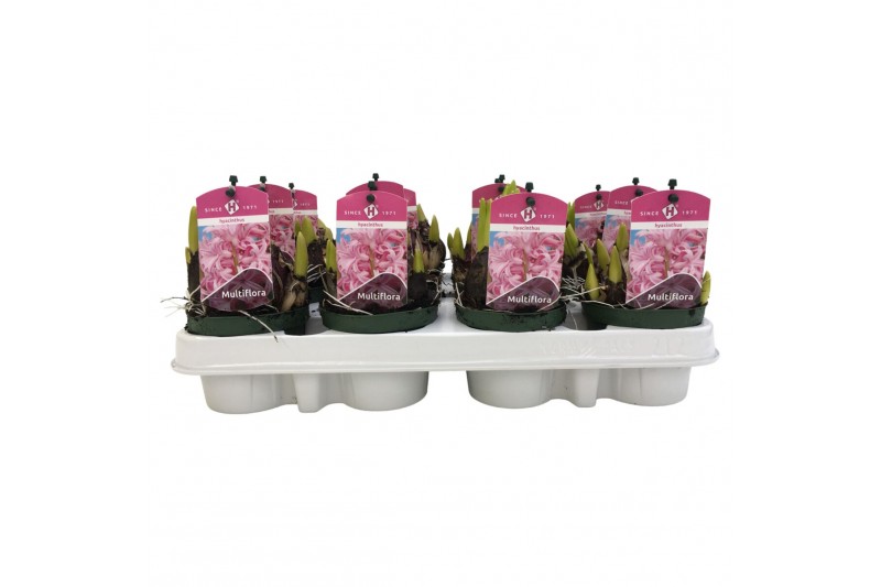 Hyacinthus multiflora Multiflora Pink 9 cm. 25 bl. 1 per pot 
