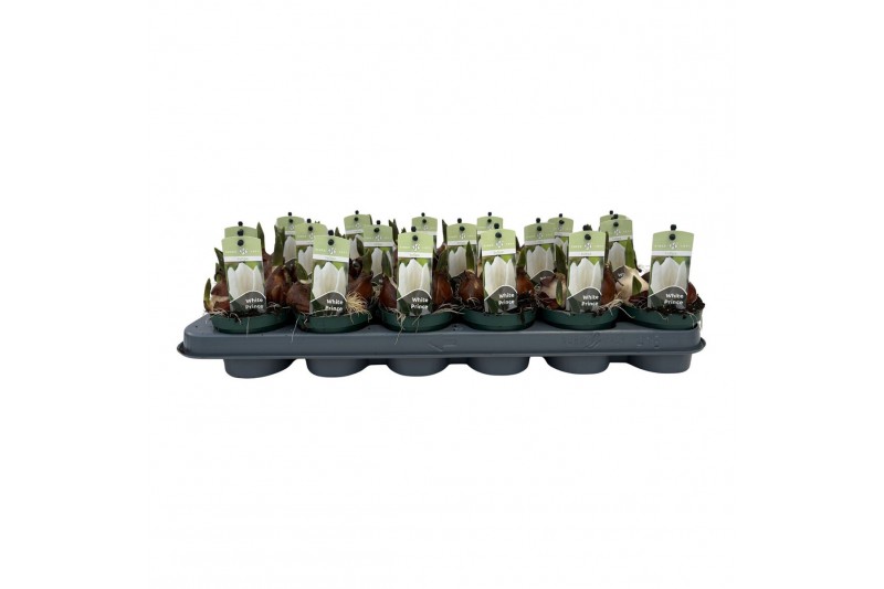 Tulipa Tulp White Prince 3 per pot 