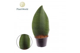 Sansevieria Sansevieria ‘Masoniana’ Whale Fin overig pp