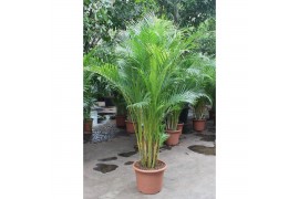 Dypsis lutescens Dypsis lutescens (Areca) 20 pp