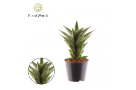 Sansevieria cylindrica Sansevieria Starshooter