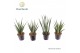 Sansevieria cylindrica Sansevieria mix basic mix 