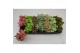 Fittonia mix 7 kleuren FITTONIA MIX 7 KLEUREN GROOTBLADIG 8,5 CM 3 pp 