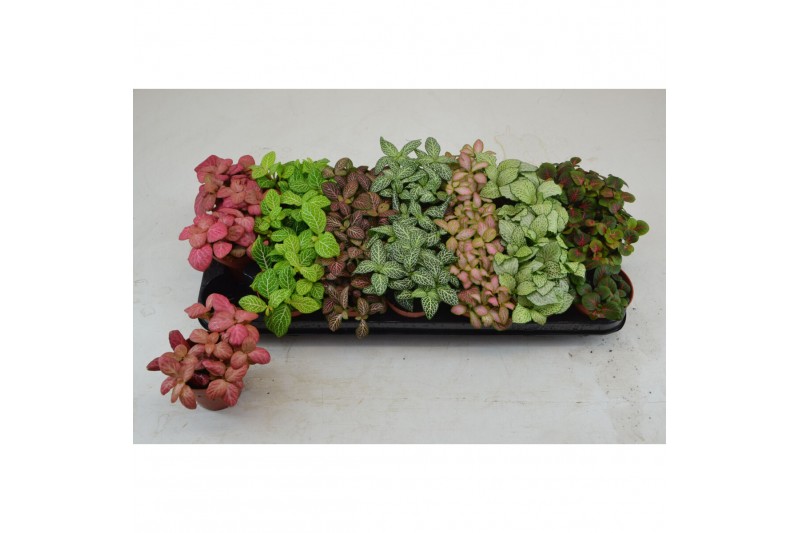 Fittonia mix 7 kleuren FITTONIA MIX 7 KLEUREN GROOTBLADIG 8,5 CM 3 pp 