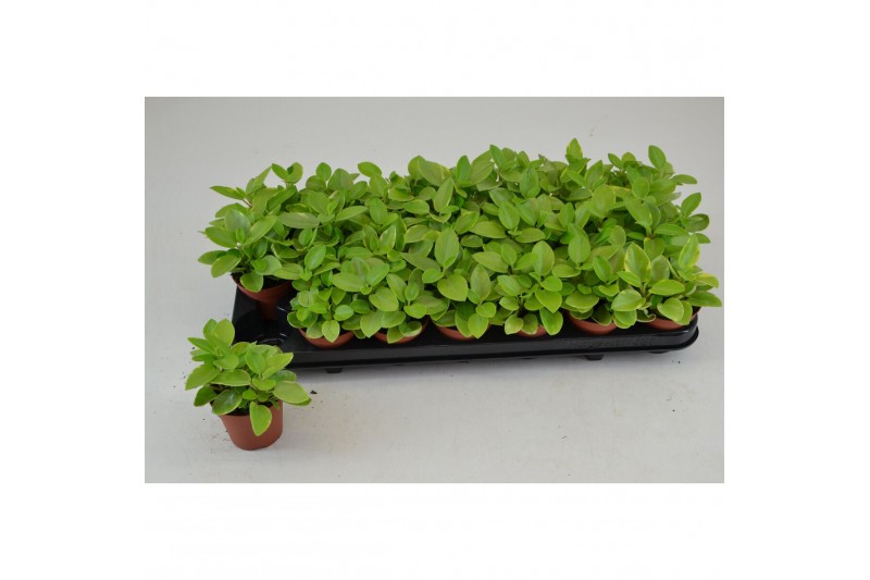 Peperomia pixie PEPEROMIA PIXIE VARIEGATA 3 pp 