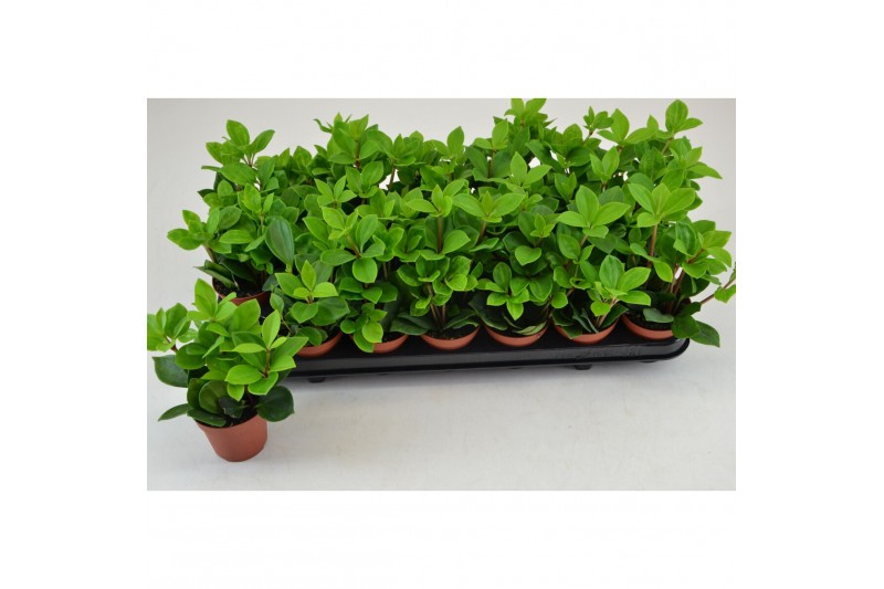 Peperomia pereskiifolia PEPEROMIA PERESKIIFOLIA 3 pp 