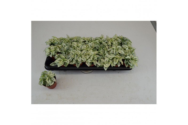 Hypoestes confetti compact white HYPOESTES WIT 4 pp 