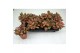 Fittonia red star FITTONIA RED STAR 12 CM 12 pp 