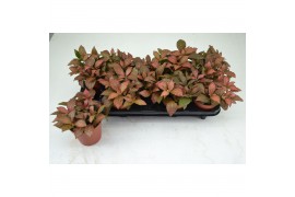Fittonia red star FITTONIA RED STAR 12 CM 12 pp