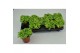 Fittonia FITTONIA JOLY LEMON 12 CM 8 pp 