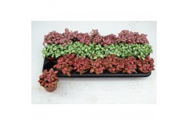 Fittonia mix 3 kleuren FITTONIA MIX 3 KLEUREN KLEINBLADIG 8,5 CM 4 pp