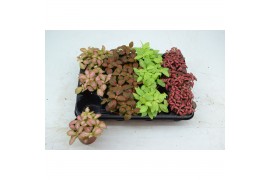Fittonia mix 4 kleuren fittonia mix 4 kleuren 8,5 cm x 12 verpakt 4 pp