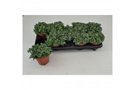 Fittonia FITTONIA GREEN MINIMA 12 CM 8 pp