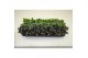 Pilea mix PILEA GEMENGD 3 pp 