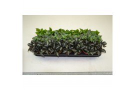 Pilea mix PILEA GEMENGD 3 pp