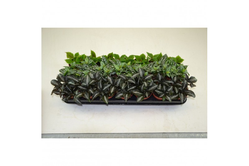 Pilea mix PILEA GEMENGD 3 pp 