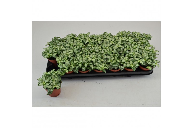 Fittonia mosaic white tiger FITTONIA WHITE TIGER 4 pp 