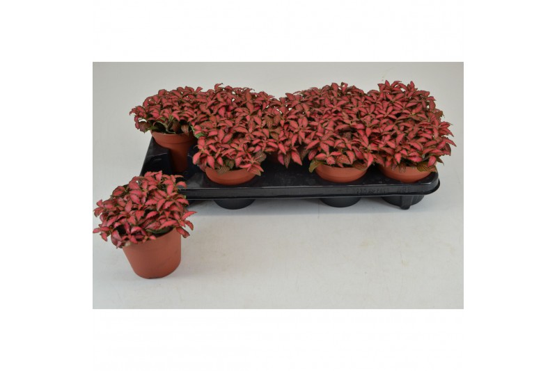 Fittonia forest flame FITTONIA FOREST FLAME 12 CM 12 pp 